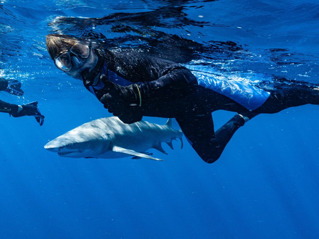 SHARK SNORKELING TRIPS CALYPSO DIVE CHARTERS SCUBA DIVE CHARTERS SHARK SCUBA DIVING